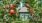 Community Garden - Apple Tree